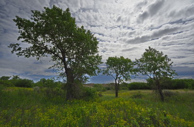 Spring Greenery 2
