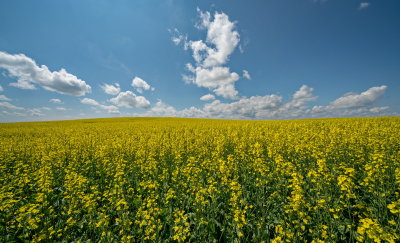 Canola Field