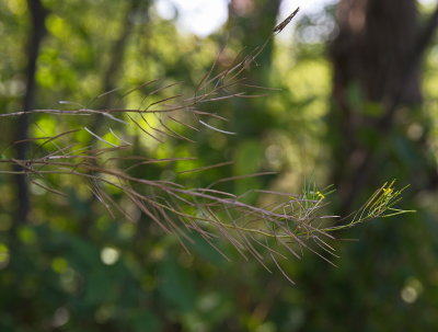 Bare Branch