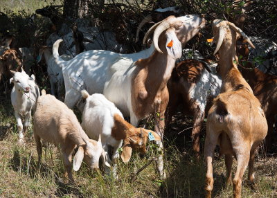Lawn Mowers