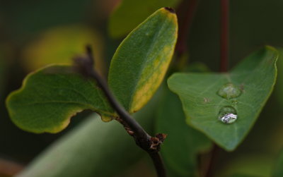 Water Drops