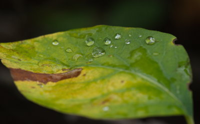 Water Drops 2