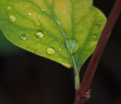 Water Drops 3