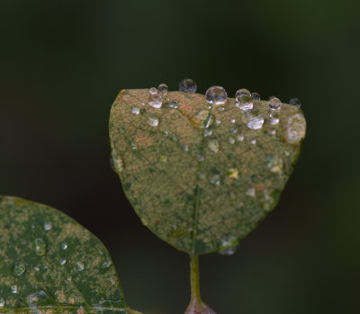 Water Drops 4