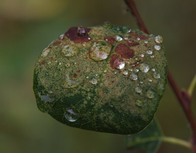 Water Drops 5