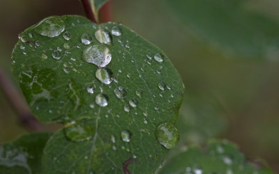 Water Drops 6