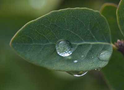 Water Drops 9