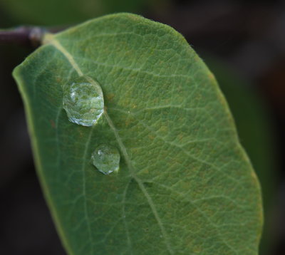 Water Drops 10