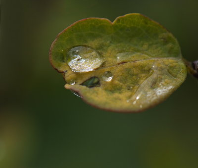 Water Drops 11