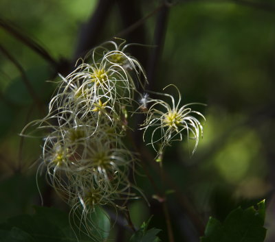 A Few Buds