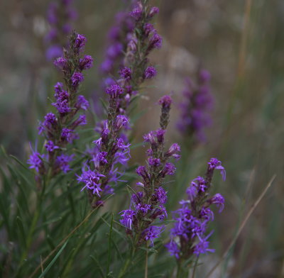 Purple 2