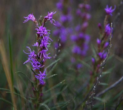 Purple 3