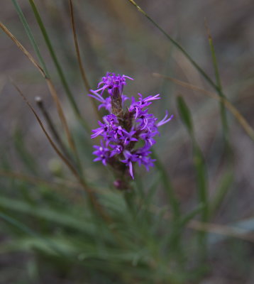 Purple 5