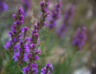 Purple 7