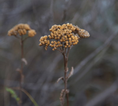 After Flowers 2