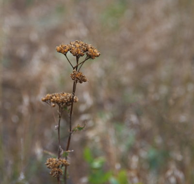After Flowers 3