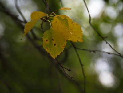 Yellow Leaves 2
