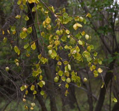 Yellow Leaves 4