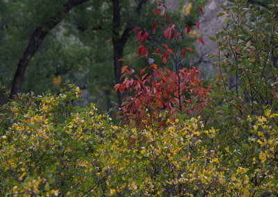 Red Berry Bush