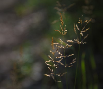 In The Light