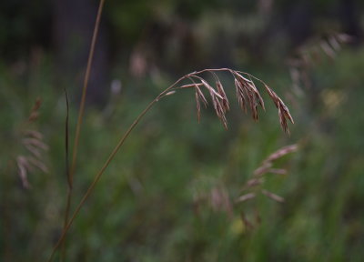 Grasses