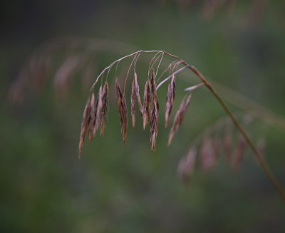 Grasses 2