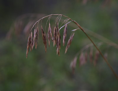 Grasses 3