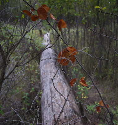 The Fallen Log