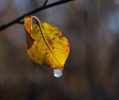 Back Lit With Frozen Water Droplet