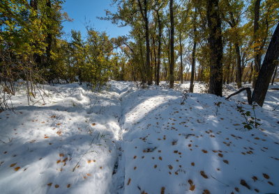 Along The Deer Trail