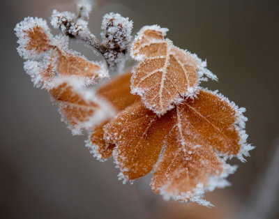 An Attempt At Focus Stacking