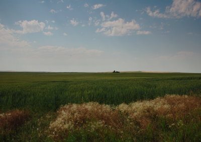 Farm Field