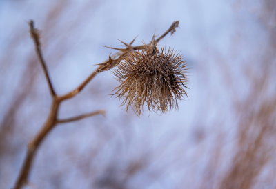 Thistle