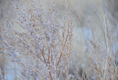 Delicate Focus 3