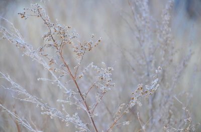 Delicate Focus 4
