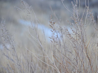 Delicate Focus 5