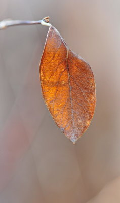 Leaf