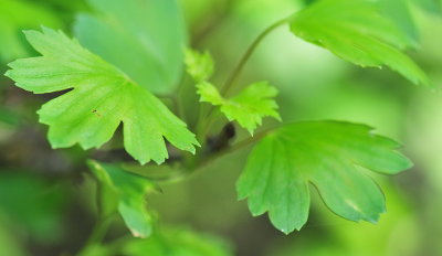Play of Leaves