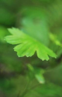 Play of Leaves 2
