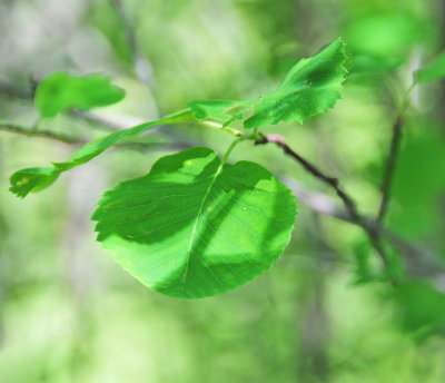 Emergent Leaf