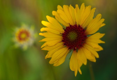 Yellow Flower