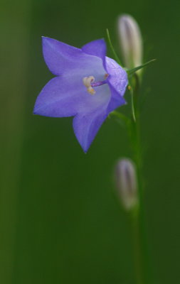 Tiny Purple Flower