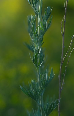Green Stem