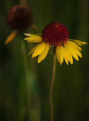 In Soft Light