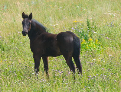 Colt
