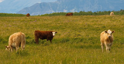 Cows In Flowers