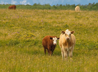 Calf and Mom