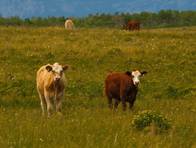 Cows In Flowers 2