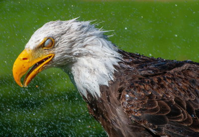 After His Shower