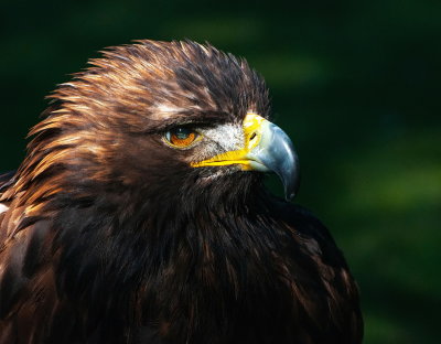 Eagle